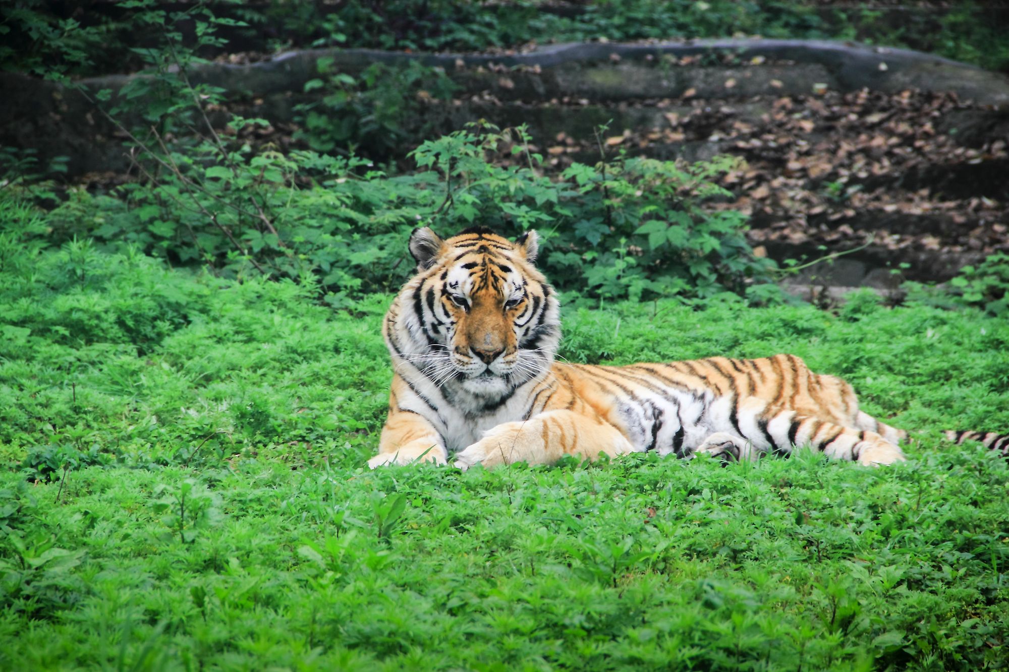 An adult South China Tiger rests on the grass