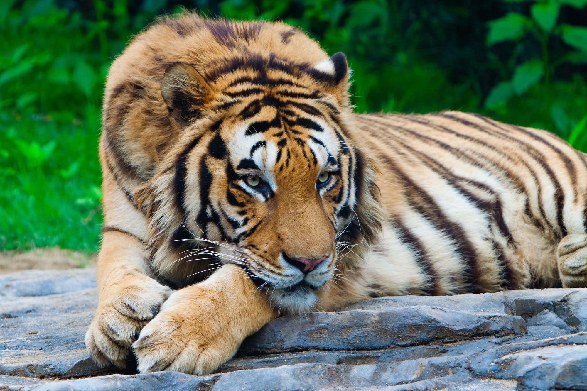 Conservation Efforts to Save Endangered South China Tigers