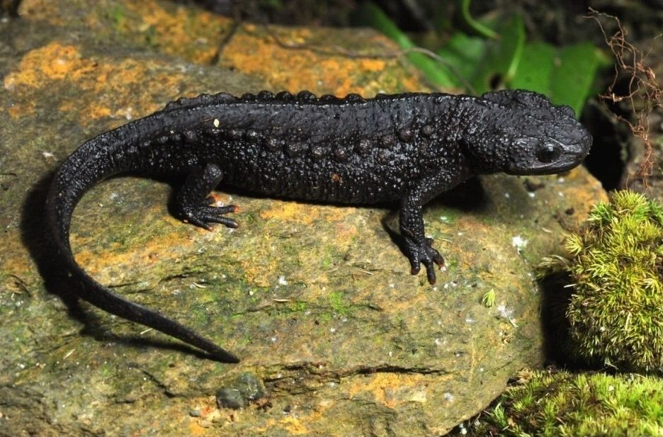 Cao Bang Crocodile Newt (Tylototriton Koliaensis) Female