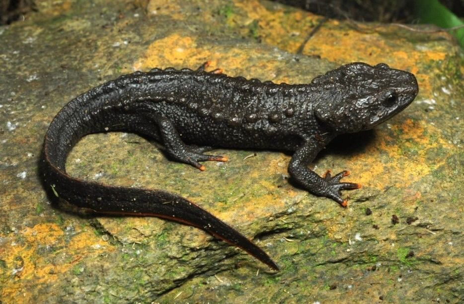 New Crocodile Newt Species Discovered in Northern Vietnam