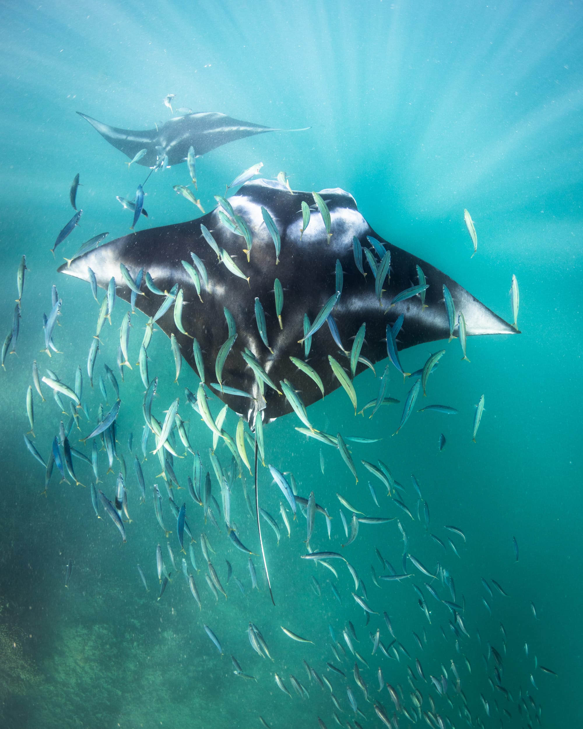 Manta ray, Kaneohe Bay, Hawaii