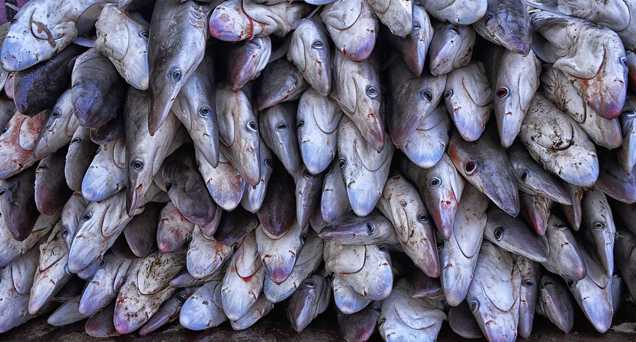 Small Shark fish market, Yemen