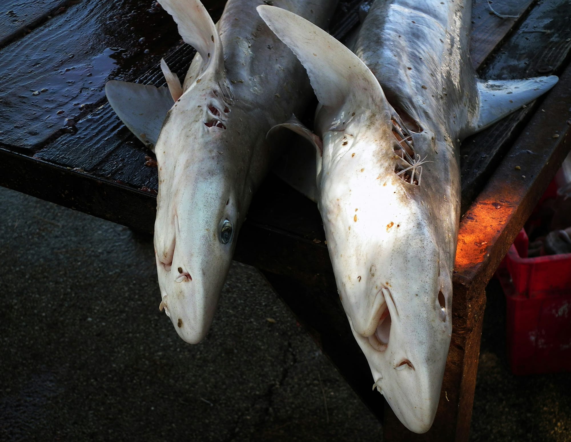 Two dead fish sitting on top of a wooden table