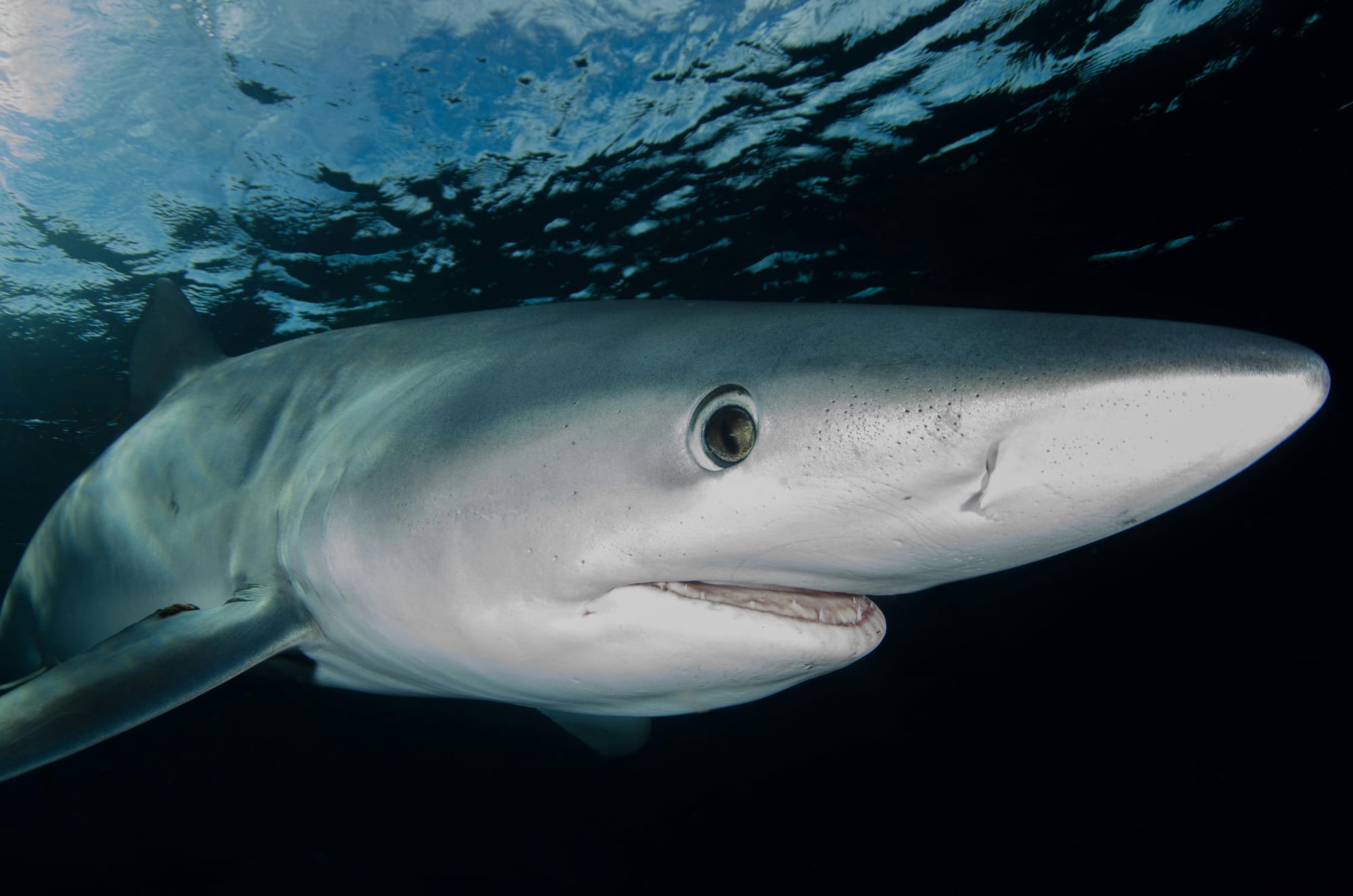 White Shark Swimming Under Wate