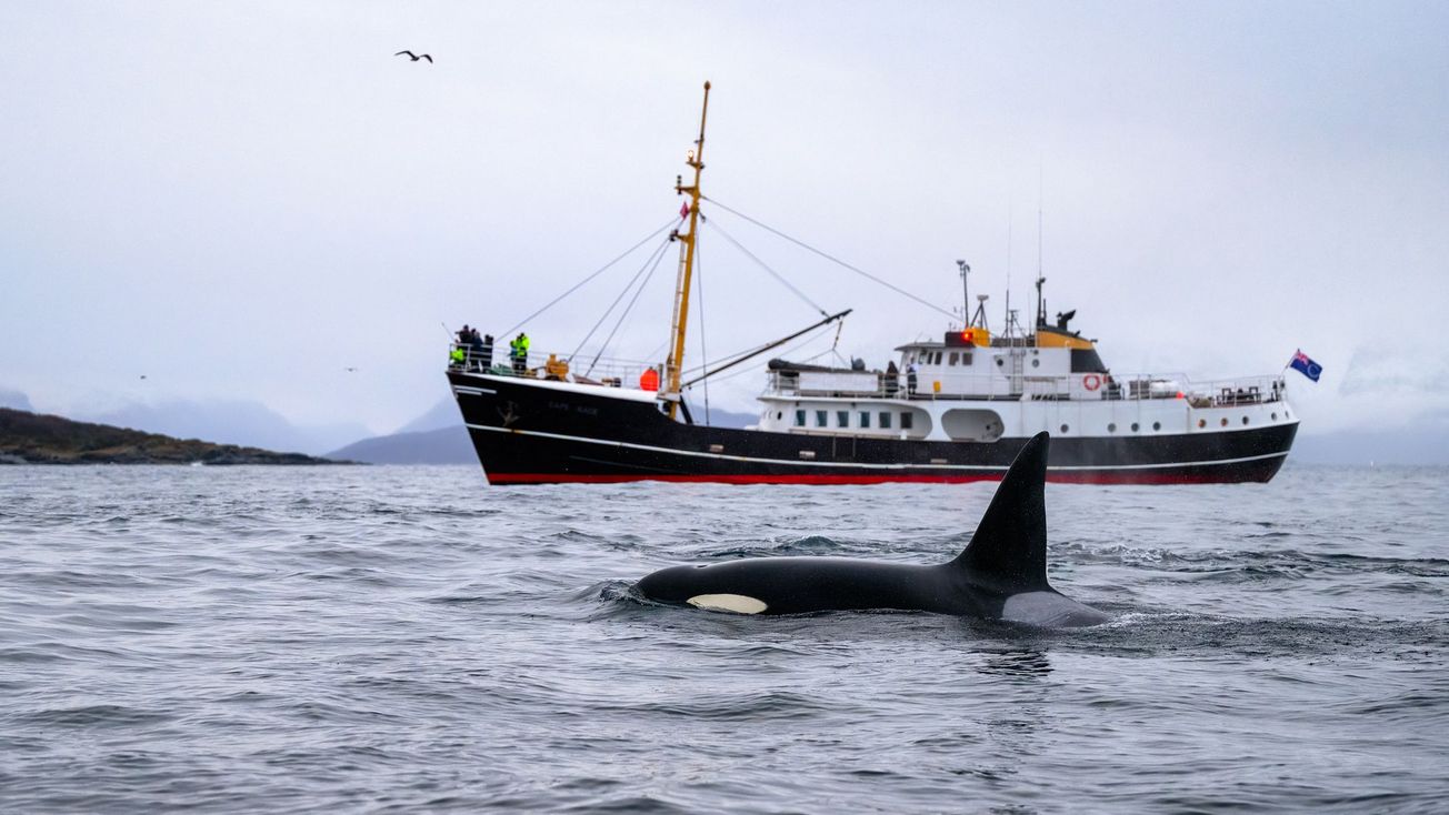 An orca is seen swimming near a fishing boat.